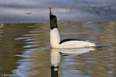 Gnsesger  - Zum Vergroessern klicken!